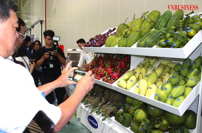 Liên kết giữa nông dân, HTX và doanh nghiệp là nền tảng để kiểm soát chất lượng, ổn định đầu ra và nâng sức cạnh tranh cho nông sản Tây Ninh.
