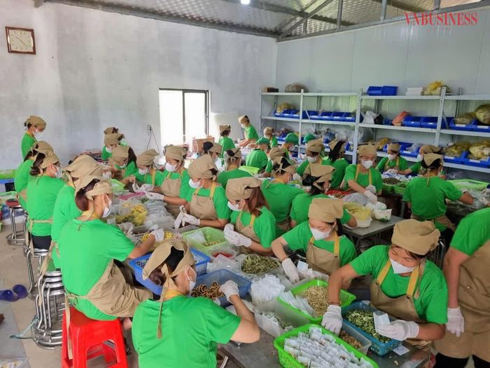 Người lao động trong HTX Nông lâm nghiệp Vạn An đang đóng gói các túi trà. 