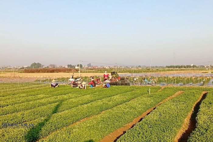 Bà con nông dân một số xã, phường của thành phố đang tích cực triển khai, sản xuất rau màu vụ đông. Ảnh: Phùng Nguyện.