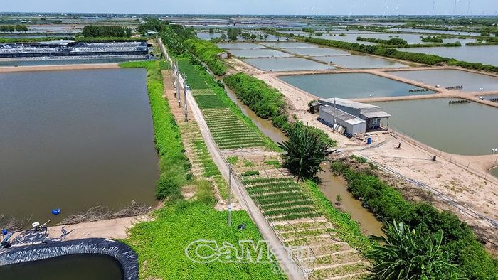 Trồng hoa màu bên cạnh đầm tôm, giúp tăng thu nhập cho người dân xã Vĩnh Hậu. Ảnh: Tiến Luận