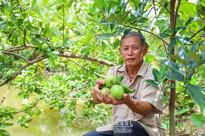 Ông Nguyễn Trọng Phối, ấp Ðòn Dong (Xã Trần Văn Thời), phát triển kinh tế từ mô hình trồng màu kết hợp cây ăn trái.