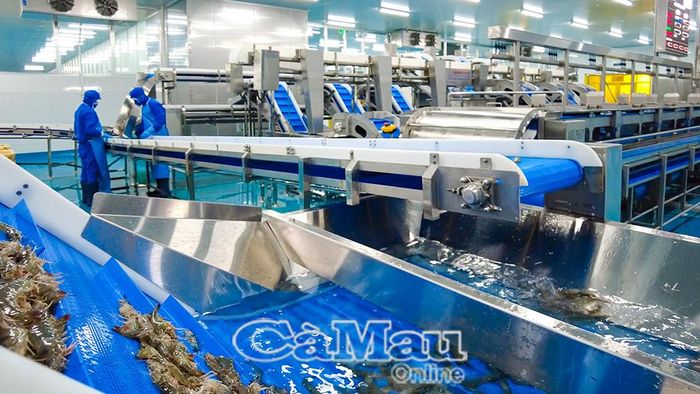 Công ty Cổ phần Việt Úc Bạc Liêu phát triển chuỗi sản xuất khép kín từ con giống, quy trình nuôi đến sản phẩm xuất khẩu.