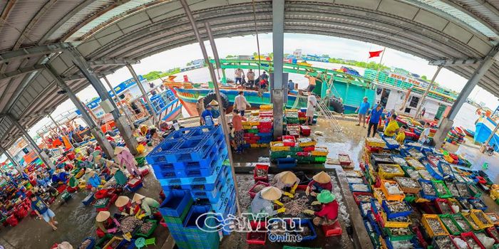 Người dân phân loại, thu mua cá tại Cảng cá Sông Ðốc.
