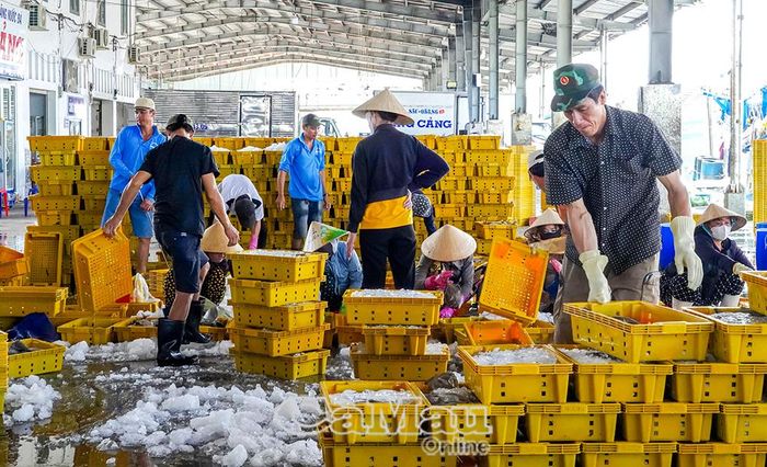 Doanh nghiệp thu mua bốc dở hàng hoá và phân loại tại Cảng cá Sông Đốc.