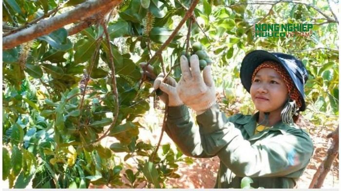 Nông dân xã Quảng Trực thu hoạch mắc ca