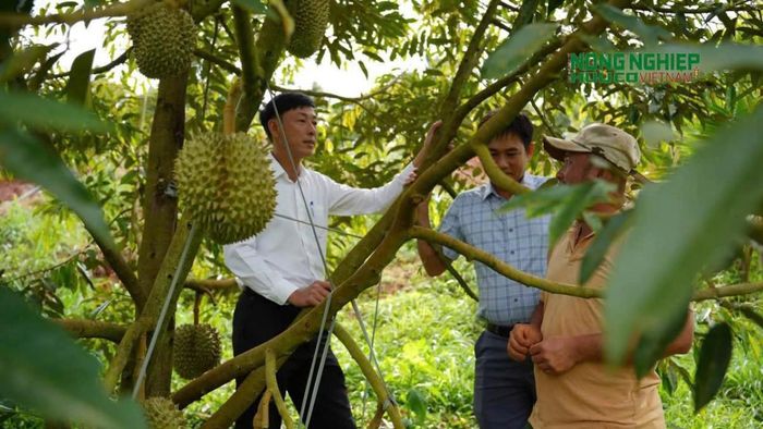  Đồng chí Bí thư Đảng ủy, Chủ tịch HĐND xã Quảng Trực yêu cầu các đoàn thể, cơ quan chuyên môn và chính quyền địa phương phối hợp chặt chẽ, nắm chắc hoàn cảnh, nhu cầu và điều kiện sản xuất của từng hộ để có giải pháp hỗ trợ phù hợp. Trong đó, các đơn vị cần quan tâm hỗ trợ giống cây trồng, vật tư sản xuất và hướng dẫn kỹ thuật canh tác, giúp các hộ nghèo lựa chọn mô hình sản xuất phù hợp với điều kiện thực tế, nâng cao năng suất, hiệu quả kinh tế 