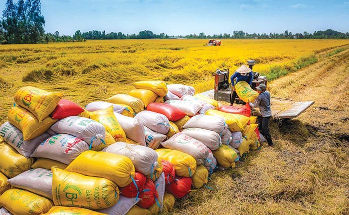 Cùng với vùng nguyên liệu, xây dựng thương hiệu gạo quốc gia là nhiệm vụ cần được triển khai trên cơ sở chất lượng có thể kiểm chứng. Ảnh: PV