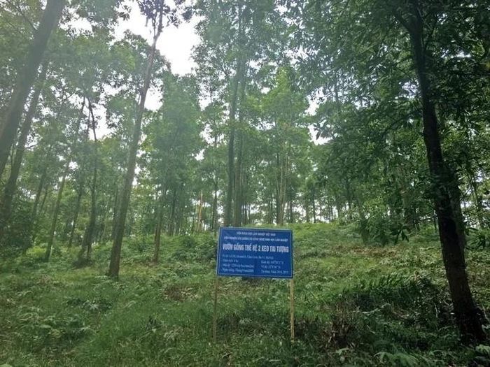 Vườn giống keo tai tượng của Viện Nghiên cứu Giống và Công nghệ sinh học Lâm nghiệp tại Ba Vì, Hà Nội. Ảnh: Nguyên Huân.