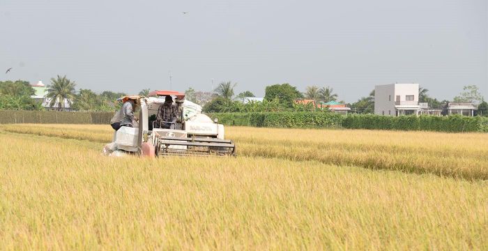 Thu hoạch lúa phát thải thấp tại tỉnh Đồng Tháp. Ảnh: Thành Đạt 