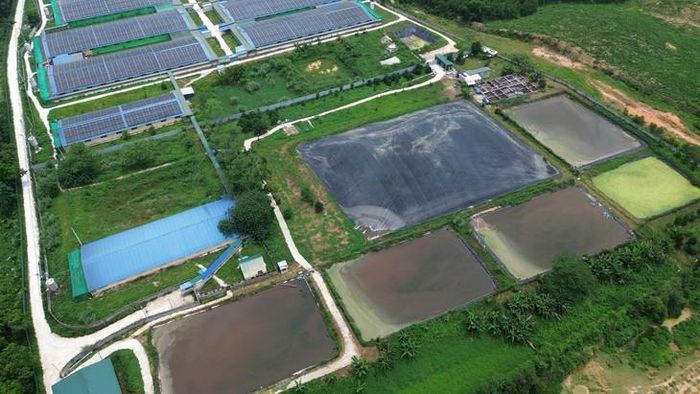 Trang trại lợn của Công ty cổ phần Phát triển Nông nghiệp sạch Thanh Xuân bị xử phạt 77 triệu đồng vì vi phạm môi trường. Ảnh: Gia Hân.