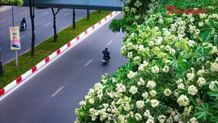 Chỉ cần đi qua những con đường có hàng cây đang vào mùa nở hoa, người ta có thể dễ dàng nhận ra sự chuyển mùa.