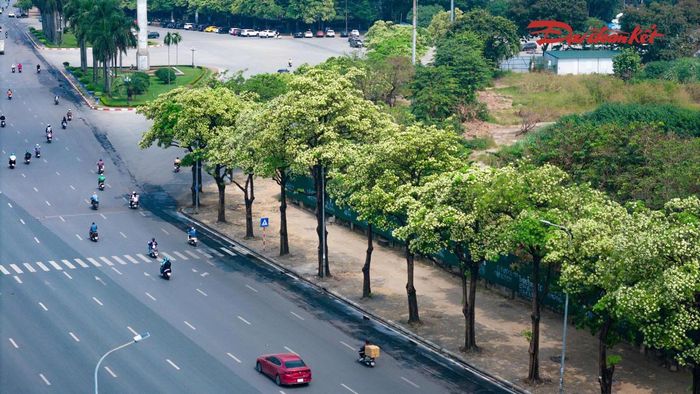 Với những người yêu thích, hương hoa sữa là một phần không thể thiếu của mùa thu. Mùi hương gợi sự thân thuộc, mang đến cảm giác bình yên giữa phố phường đông đúc. Những hàng cây nở hoa cũng góp phần tạo nên nét đặc trưng cho cảnh quan đô thị trong thời điểm giao mùa.