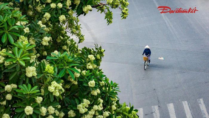Không rực rỡ như những mùa hoa khác, hoa sữa gây chú ý bằng hương thơm đặc trưng. 