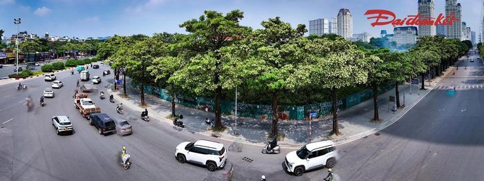 Ở chiều ngược lại, khi hoa nở dày, hương thơm đậm có thể gây cảm giác nồng đối với một số người, nhất là tại những đoạn phố có nhiều cây hoa sữa. Bởi vậy, loài hoa này thường đem đến những ý kiến khác nhau, từ yêu thích, mong chờ đến cảm giác khó chịu khi đi qua khu vực có hương hoa quá đậm.