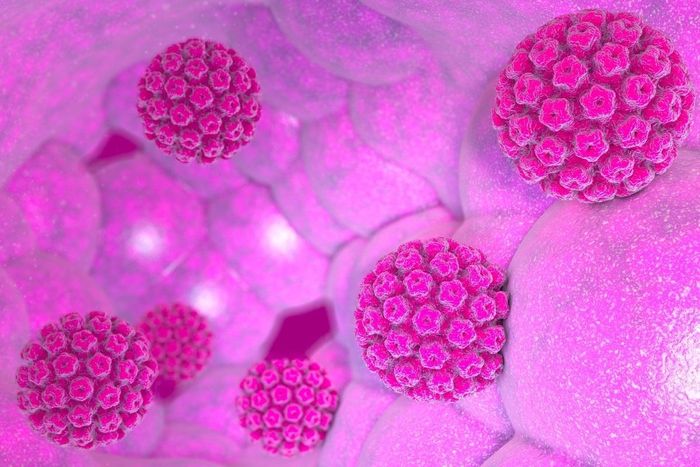 Vi khuẩn H. pylori và virus HPV là hai tác nhân liên quan đến nhiều ca ung thư nhất trên thế giới. Ảnh: Shutterstock.