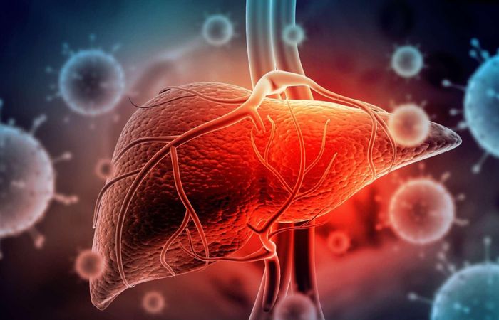 Những tổn thương ở gan có thể hồi phục dần sau khi ngừng uống rượu. Ảnh: Science Daily.