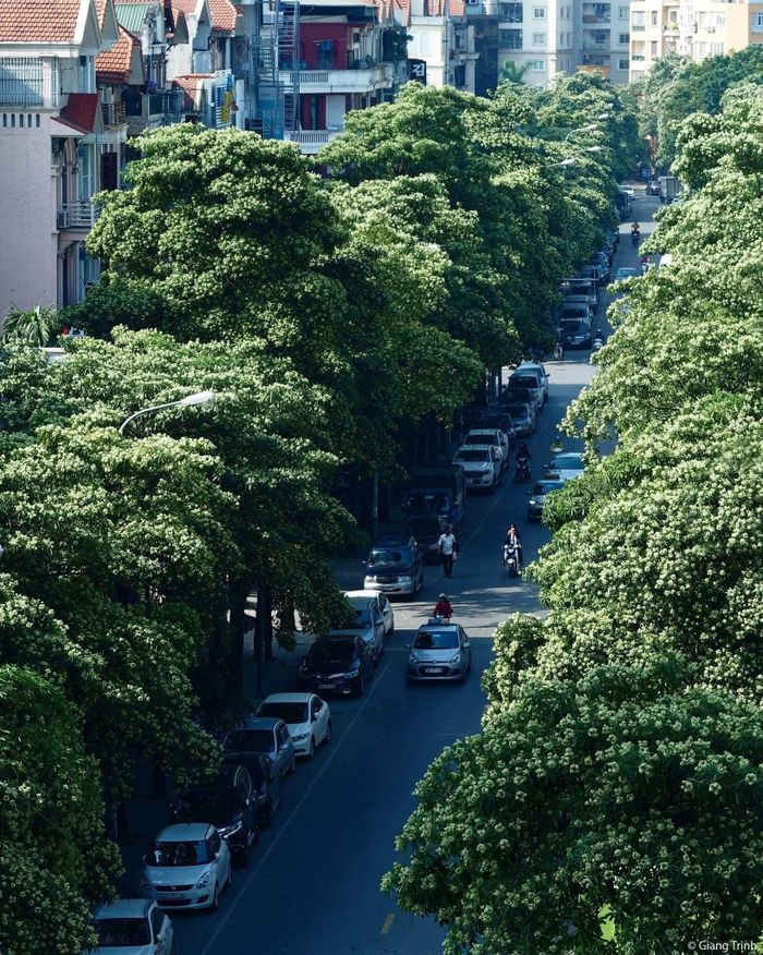  Hà Nội chuẩn bị rà soát, dịch chuyển hoa sữa để giảm bớt mùi hương trên các tuyến phố, khu dân cư. Ảnh: Giang Trịnh. 