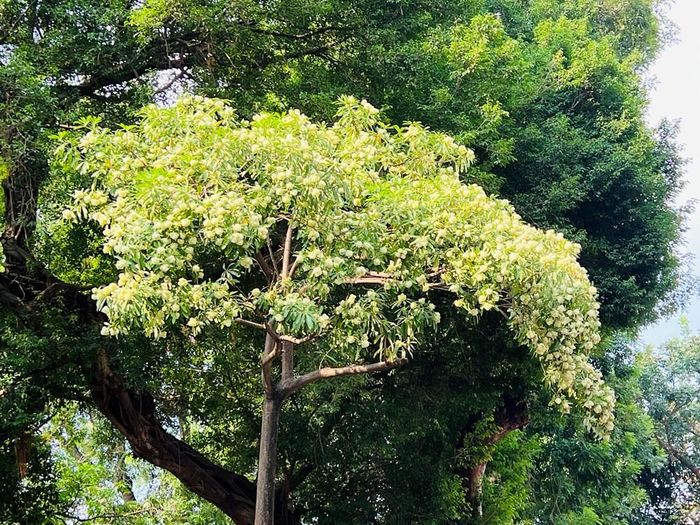 Hà Nội dự kiến rà soát, cắt tỉa chùm hoa sữa tại những vị trí gần nhà ở, trường học, bệnh viện và khu vực có nhiều phản ánh của người dân. Ảnh: Tuấn Đông