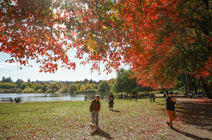 Cảnh đẹp mùa thu ở Vancouver, British Columbia, Canada. Ảnh: THX/TTXVN phát