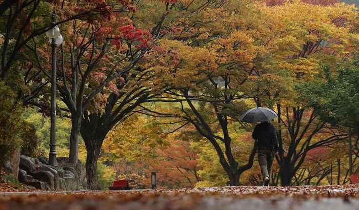 Cảnh đẹp mùa thu ở Daegu, Hàn Quốc. Ảnh: YONHAP/TTXVN phát