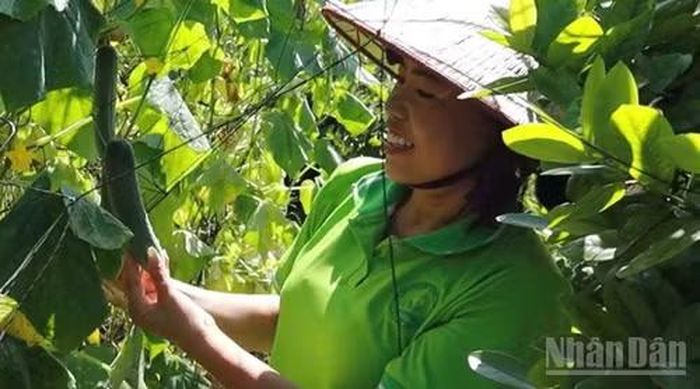 Bùi Thị Hiếu bên vườn rau sạch. (Ảnh: HỒNG LIÊN)