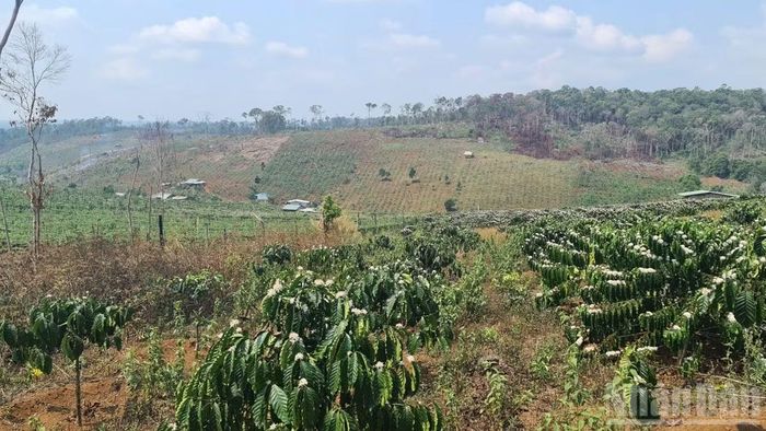 Đất có nguồn gốc từ nông, lâm trường, đất có dấu hiệu lấn chiếm hoặc tự chuyển mục đích sử dụng cũng đặt ra những yêu cầu riêng, khó khăn trong quá trình xem xét cấp Giấy chứng nhận.