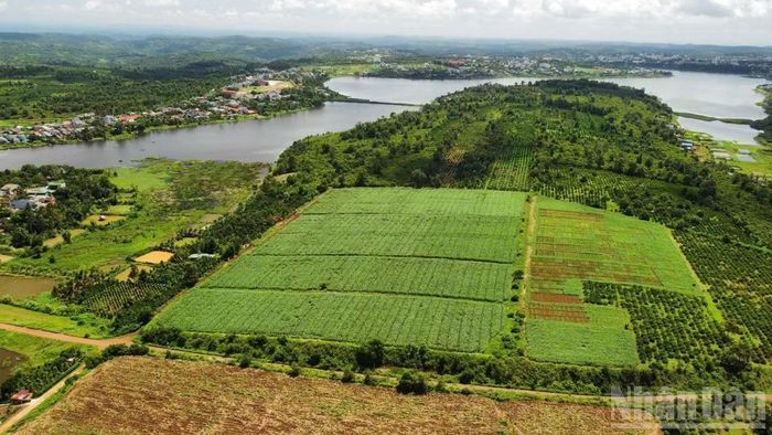 Tỉnh Lâm Đồng chỉ đạo Sở Nông nghiệp và Môi trường hướng dẫn các địa phương xử lý những vướng mắc thuộc thẩm quyền, đồng thời phân loại các vấn đề có cách hiểu thống nhất để áp dụng trong toàn tỉnh.