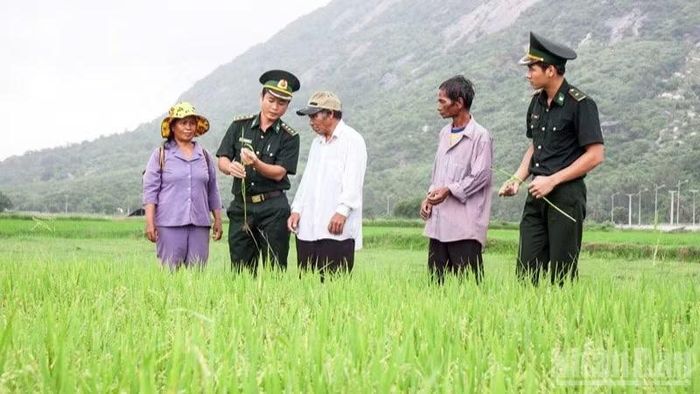 Bộ đội Biên phòng xã Vĩnh Hải hướng dẫn đồng bào dân tộc Ra-glai trồng lúa nước để bảo đảm lương thực - một trong những hoạt động góp phần xây dựng thế trận lòng dân ở địa phương. (Ảnh: NGUYỄN TRUNG)