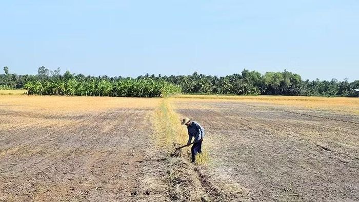 Một cánh đồng khô cằn do ảnh hưởng của xâm nhập mặn. (Ảnh: Nguyễn Sự)
