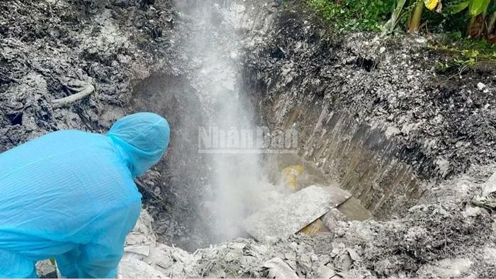 Lực lượng chức năng tỉnh An Giang tổ chức tiêu hủy số lợn dương tính với vi rút dịch tả lợn châu Phi theo quy định. (Ảnh: Công an An Giang)