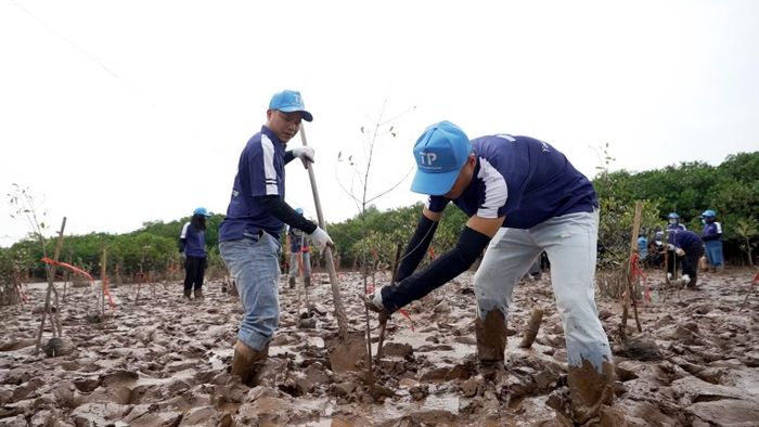 Hoạt động trồng cây gây rừng do Vườn quốc gia Xuân Thủy phối hợp TP Group thực hiện. (Ảnh: MẠNH HẢI)