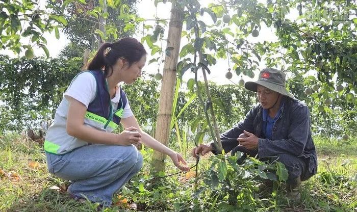 Cán bộ khuyến nông thuộc Trung tâm Khuyến nông-Giống cây trồng, vật nuôi tỉnh Điện Biên hướng dẫn nông dân kỹ thuật tưới cho cây chanh leo. (Ảnh: LÊ LAN)