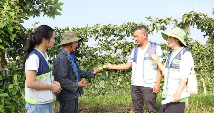 Cây sinh trưởng tốt, năng suất cao, chanh leo được kỳ vọng là cây trồng hiệu quả giúp Điện Biên thực hiện hiệu quả Đề án chuyển đổi cơ cấu cây trồng. (Ảnh: LÊ LAN)