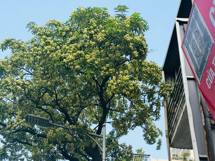 Hà Nội rà soát, đề xuất di dời một phần cây hoa sữa ở những khu vực trồng dày đặc. Ảnh: NGỌC DUNG.