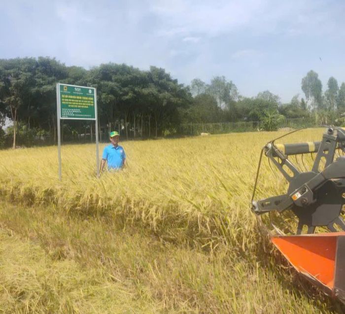  Lúa hè thu chuẩn bị thu hoạch tại Hợp tác xã Tiến Dũng (xã Thạnh Phú, TP Cần Thơ). Ảnh: DANH DŨNG 