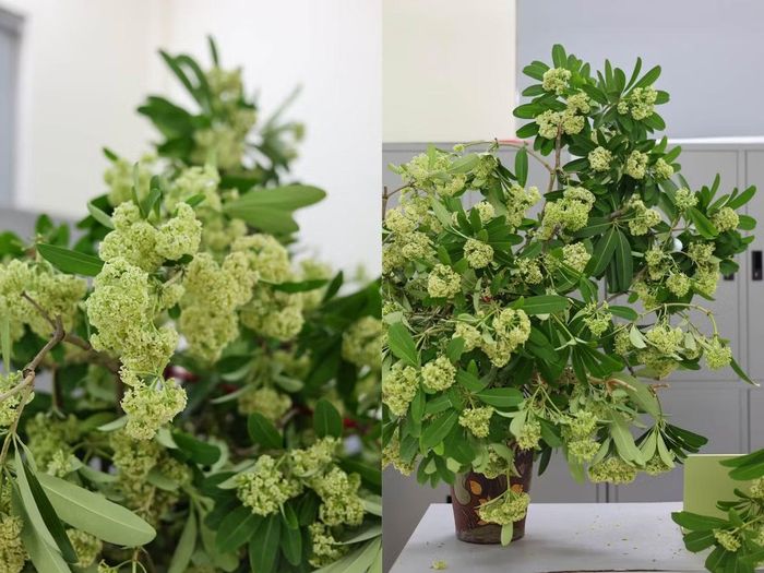 Hoa sữa được dân công sở đem vào tận nơi làm việc. Ảnh: Trần Thư