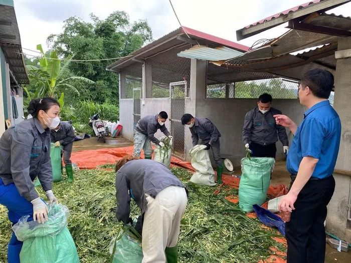 Sinh viên Khoa Nông lâm thực hành cách ủ thức ăn cho gia súc.
