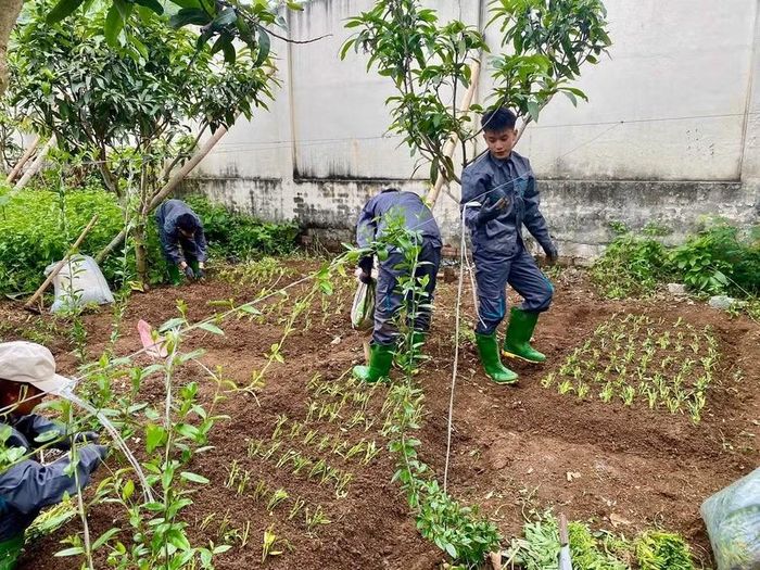 Các sinh viên Trường Cao đẳng Sơn La đang thực hành trồng rau.