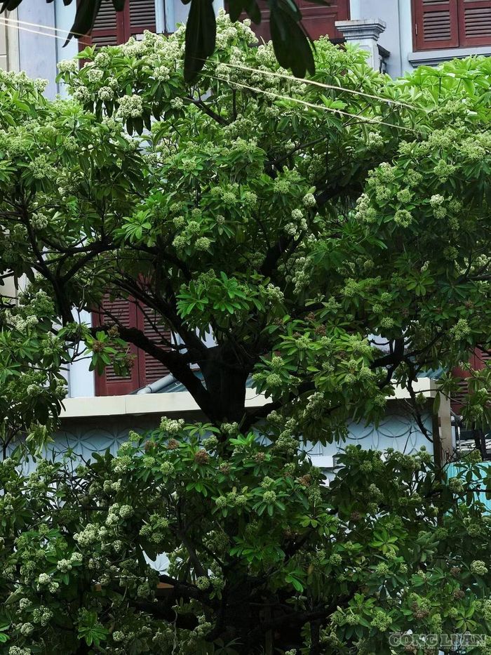 Cần phân biệt dị ứng phấn hoa với phản ứng khó chịu trước mùi hương. Trong dị ứng qua trung gian IgE, dị nguyên có thể kích hoạt tế bào mast giải phóng histamin và các chất trung gian gây phản ứng miễn dịch. Trong khi đó, đau đầu hoặc nôn nao khi ngửi mùi mạnh chưa đủ để xác định một người bị dị ứng.