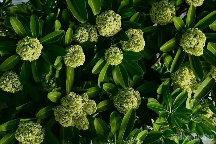 Mùi nồng có thể là yếu tố khởi phát cơn đau ở người nhạy cảm. Tuy nhiên, cũng có trường hợp cơn migraine đã bước vào giai đoạn báo trước, khiến người bệnh trở nên nhạy cảm với mùi hơn. Vì vậy, mùi hoa sữa được nhận thấy ngay trước cơn đau chưa chắc là nguyên nhân duy nhất.