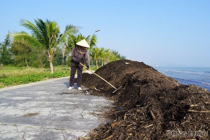 Công nhân tăng ca thu gom mùn biển, rác thải làm sạch bờ biển. Ảnh: Kim Long