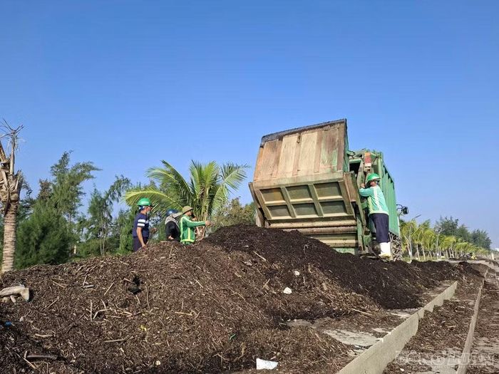 Mùn biển được thu gom đưa lên xe tải, vận chuyển đến bãi rác để xử lý. Ảnh: Kim Long