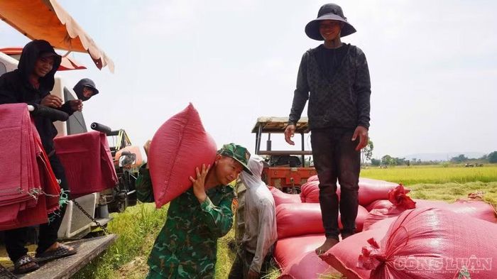 Cán bộ, chiến sĩ cùng người dân xã Ia Mơ thu hoạch mùa màng