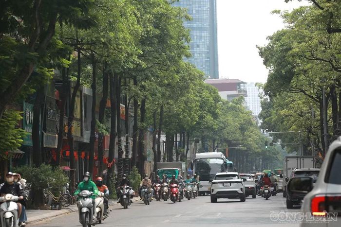 Cùng làm việc trên tuyến đường này, ông Tuấn, nhân viên bảo vệ một cửa hàng, cho biết hoa sữa được trồng gần như kín cả tuyến phố. Có những đoạn hàng chục cây được trồng cạnh nhau, khiến mùi hương tập trung với cường độ lớn. “Tôi làm bảo vệ ở đây nhưng buổi tối phải đeo khẩu trang để đỡ mùi hoa sữa. Mùi hoa rất hắc, có cảm giác xộc thẳng lên đầu, rất khó chịu”, ông Tuấn nói.