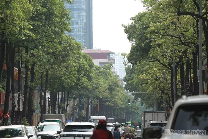 Trên đoạn đường Trung Hoà dài khoảng 600m, có khoảng 137 cây hoa sữa.