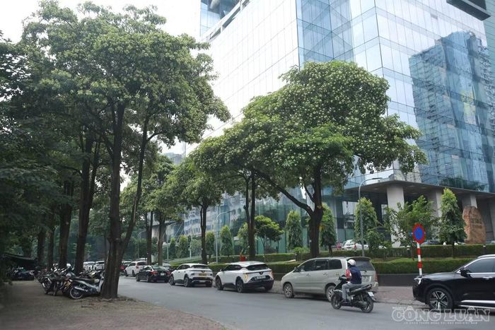 Đáng chú ý, tại phố Nguyễn Xuân Linh, đoạn từ nút giao với đường Trần Duy Hưng đi vào, chỉ khoảng 100m đã có tới 18 cây hoa sữa. Có vị trí, khoảng cách giữa hai cây chỉ khoảng 2 m, tạo thành hàng cây dày đặc trên tuyến phố ngắn.