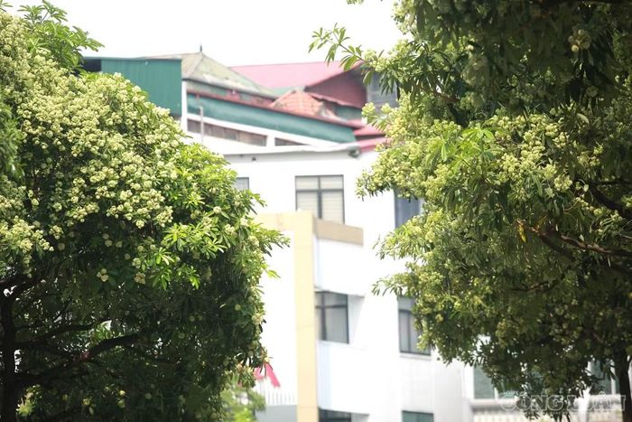 Việc bố trí cây xanh với mật độ quá lớn tại những tuyến đường hẹp, gần nhà ở và các công trình dân sinh khiến mùi hoa khó phân tán, đặc biệt vào buổi tối và những thời điểm hoa nở rộ.