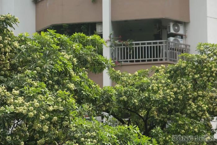 Nhiều cây nằm gần các khu chung cư và nhà dân, khiến mùi hương lan vào không gian sinh hoạt của các hộ gia đình.