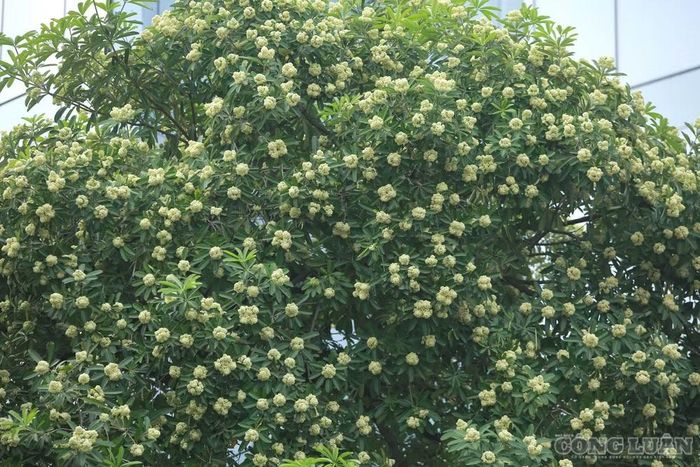 Được biết, trước tình trạng mùi hoa sữa ảnh hưởng đến sinh hoạt của người dân, Sở Xây dựng Hà Nội đã yêu cầu các địa phương và đơn vị liên quan khẩn trương rà soát, xây dựng phương án can thiệp đối với hệ thống cây hoa sữa trên toàn địa bàn. Theo định hướng của Sở Xây dựng, việc xử lý sẽ không triển khai đồng loạt mà tập trung vào những điểm nóng dân sinh chịu ảnh hưởng nặng nề nhất mỗi mùa hoa nở.