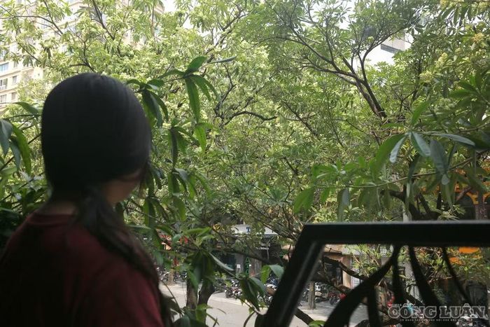 “Mùi hoa sữa buổi tối rất nồng. Ai ngửi lâu cũng cảm thấy khó chịu”, chị Huyền chia sẻ.
